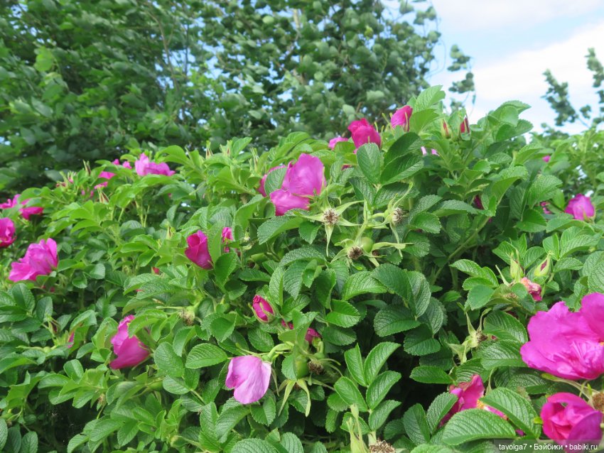 Джой Ле Фрог Regal Academy и компания у северного моря