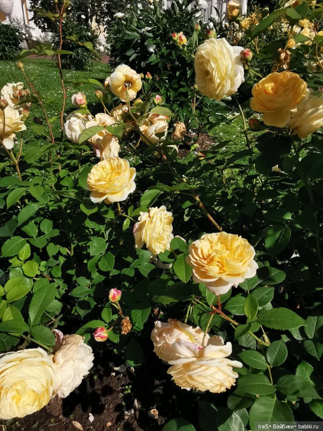 Момошки — Куклы Momoko и Ruruko (Petworks