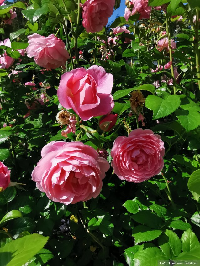 Момошки — Куклы Momoko и Ruruko (Petworks