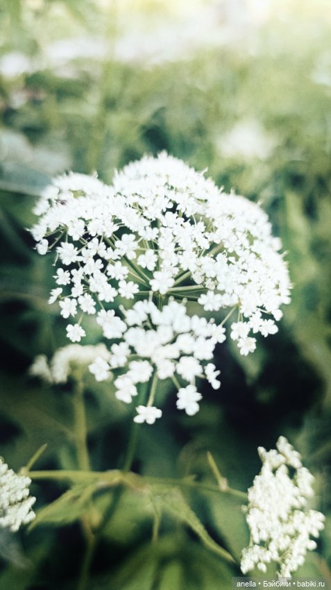 Дик. Лето — Экшн (фото 10)