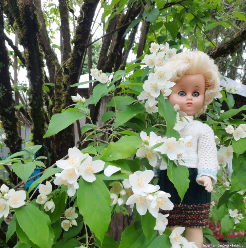 Моя дачница Сонни-шестидесятница💙🦋