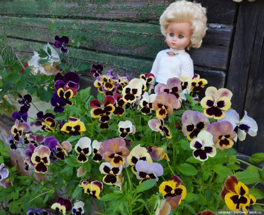 Моя дачница Сонни-шестидесятница💙🦋