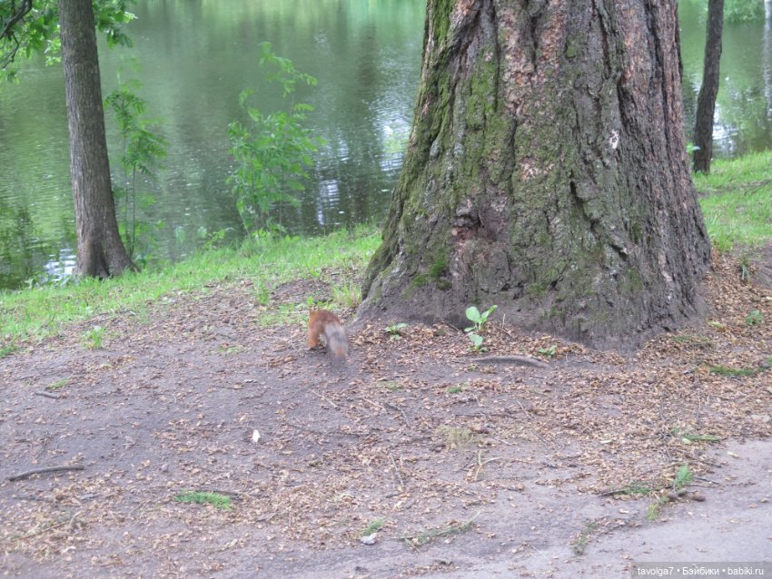 Usaggie Клэр и Jossie Иевочка в Питере