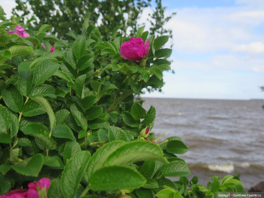 Usaggie Клэр и Jossie Иевочка в Питере (фото 3)