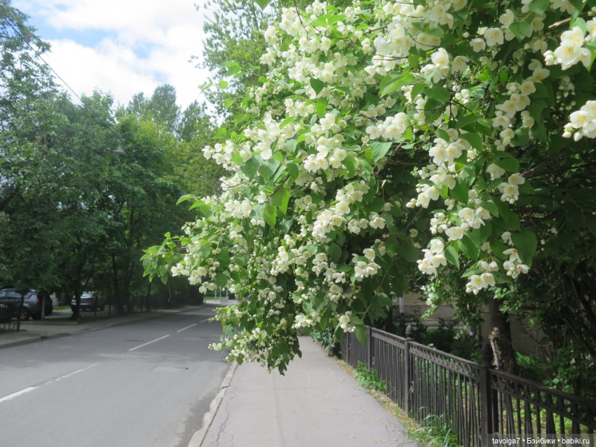 Usaggie Клэр и Jossie Иевочка в Питере