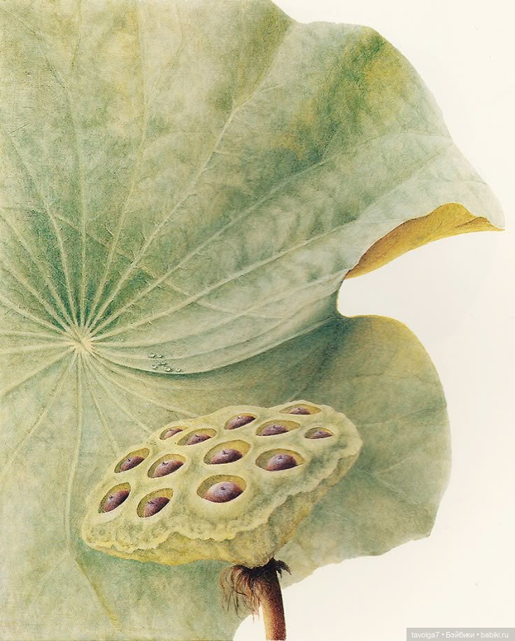 Кувшинки в ювелирных украшениях