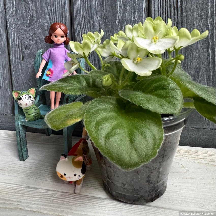 Фиалковое настроение — Красивая природа и цветы: фото пейзажей