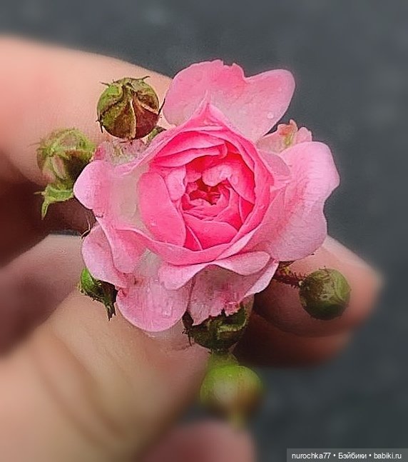 Про Нафочку. Самозанятая — Гибриды шарнирных кукол (не БЖД): подбор тела (фото 2)