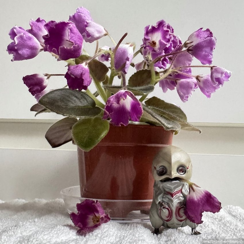 Фиалковое настроение — Красивая природа и цветы: фото пейзажей