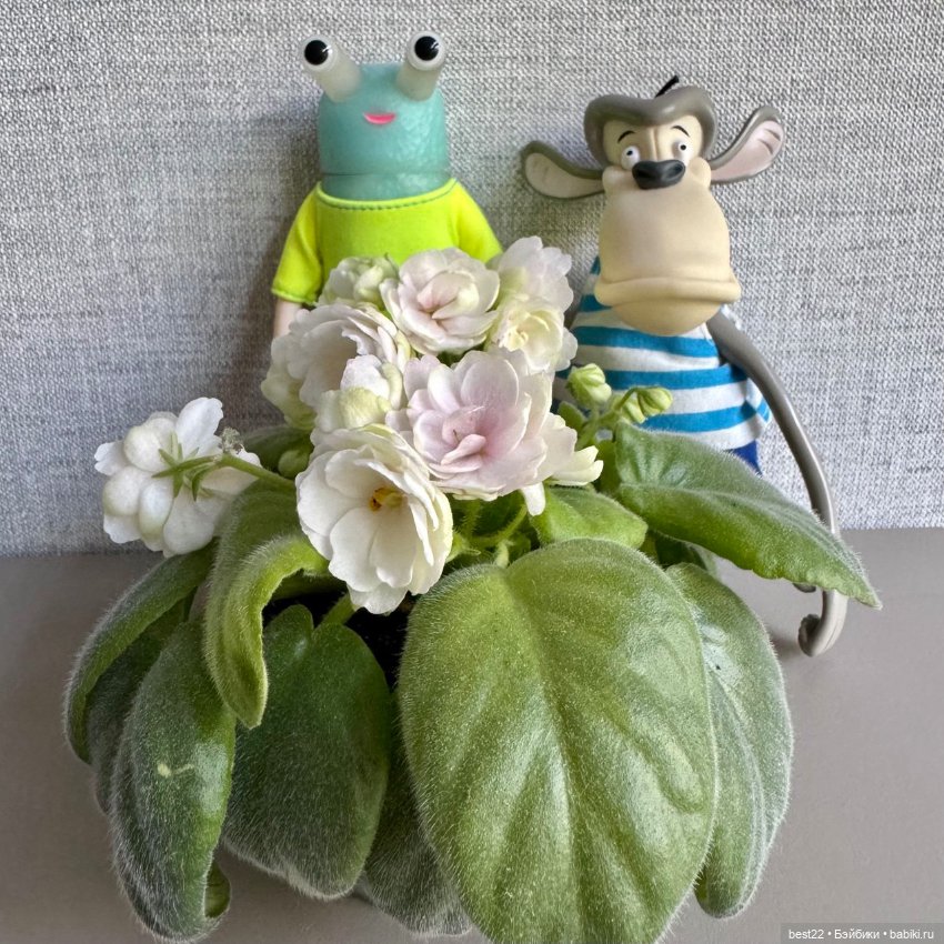 Фиалковое настроение — Красивая природа и цветы: фото пейзажей