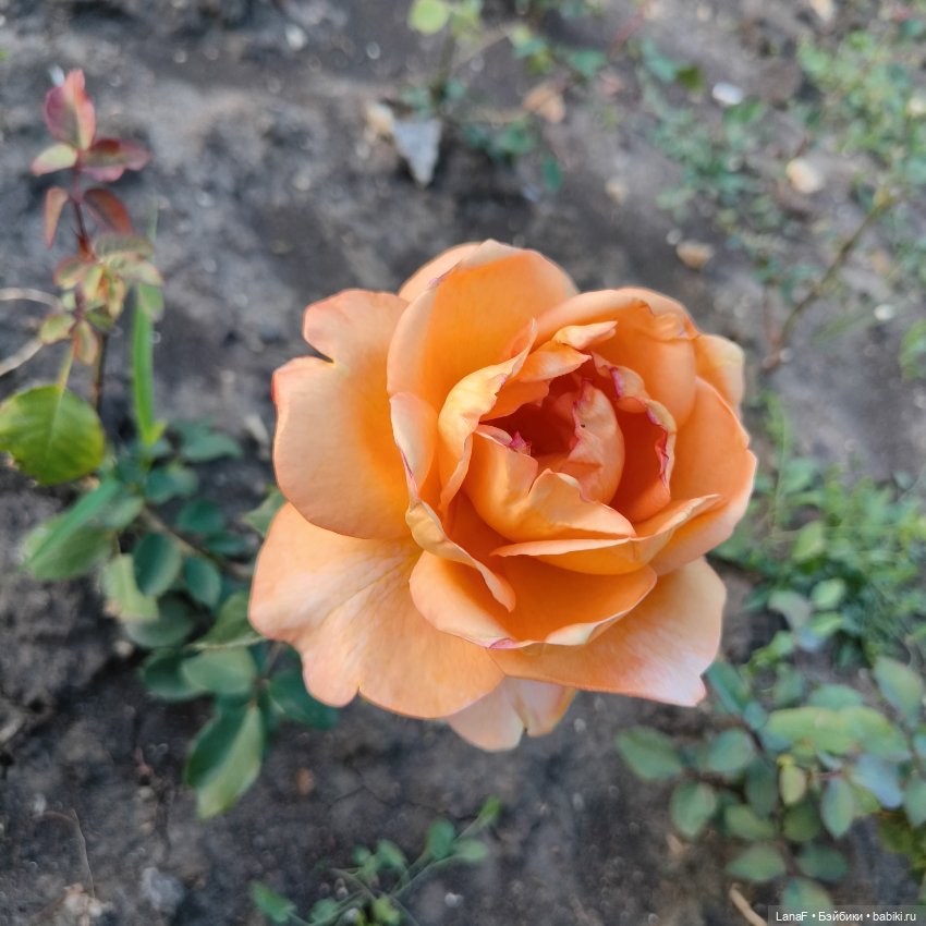 Летние прогулки Эмилии 🍒🍋‍🟩💛( Габриэль Мюллер 23см Gabriel Muller) (фото 6)