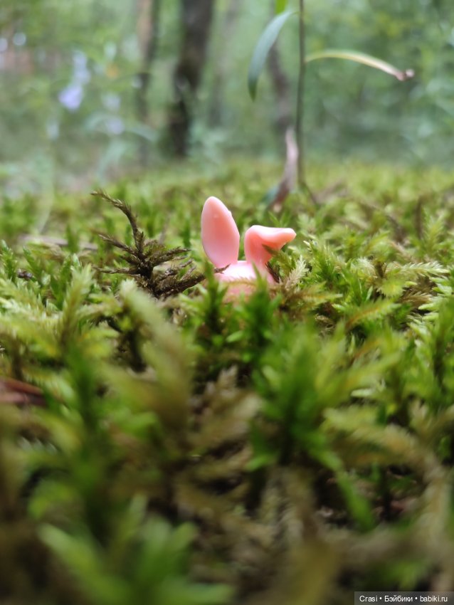 Хрюшкина прогулка ☀️🌳🐷 — Коллекционные фигурки (разное): животные