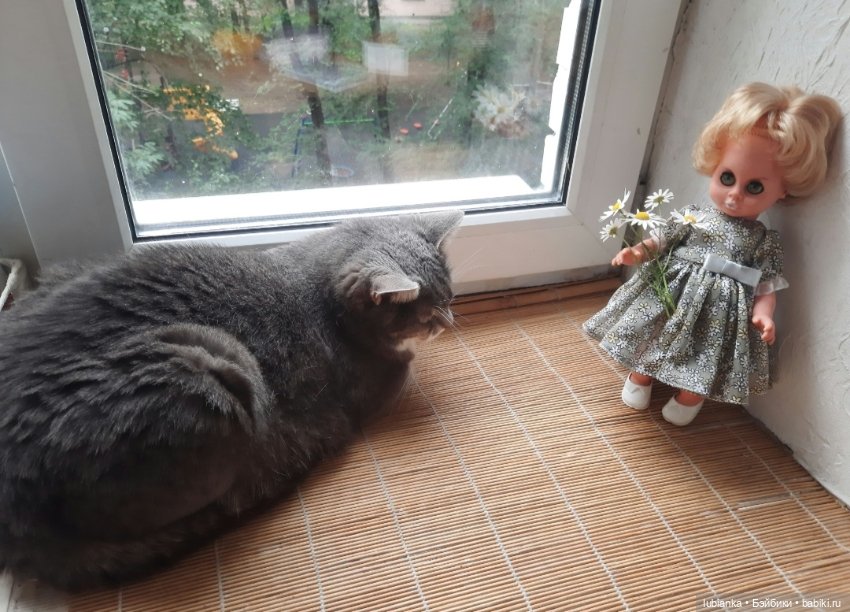 Размножение сердиток-зеленоглазок💚😜💚 (фото 7)