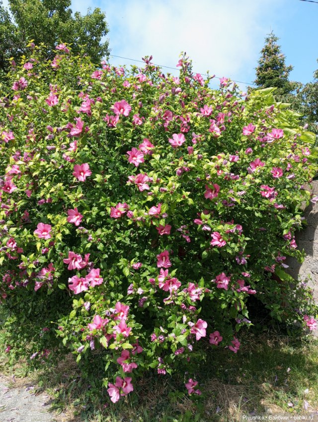 Красотки на море. Пляж — Гибриды шарнирных кукол (не БЖД): подбор тела (фото 9)