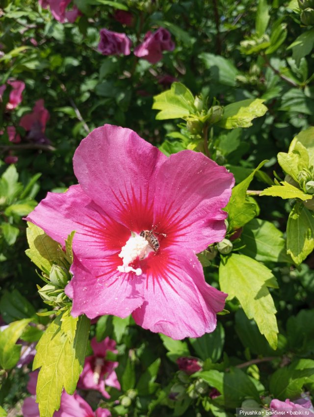 Красотки на море. Пляж — Гибриды шарнирных кукол (не БЖД): подбор тела (фото 10)