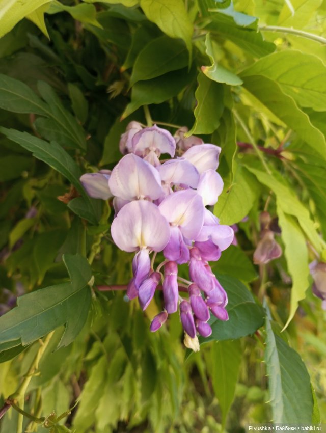 Красотки на море. Пляж — Гибриды шарнирных кукол (не БЖД): подбор тела