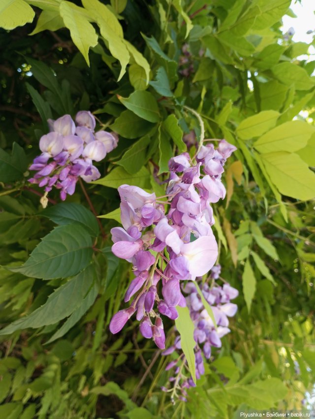 Красотки на море. Пляж — Гибриды шарнирных кукол (не БЖД): подбор тела