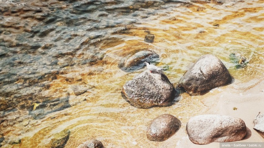 Дик. Осташков и Селигер. 1 (фото 8)