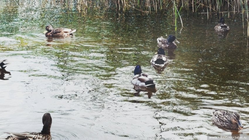 Дик. Осташков и Селигер. 2 (фото 3)