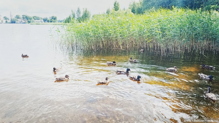 Дик. Осташков и Селигер. 2 (фото 6)