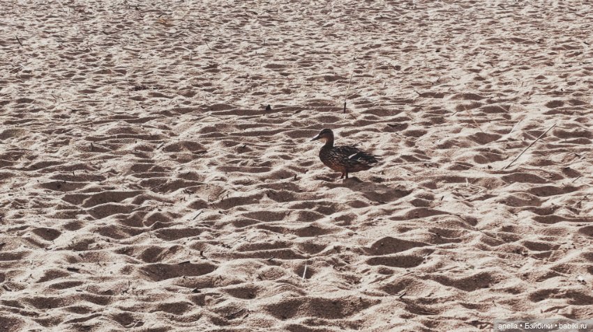 Дик. Осташков и Селигер. 2