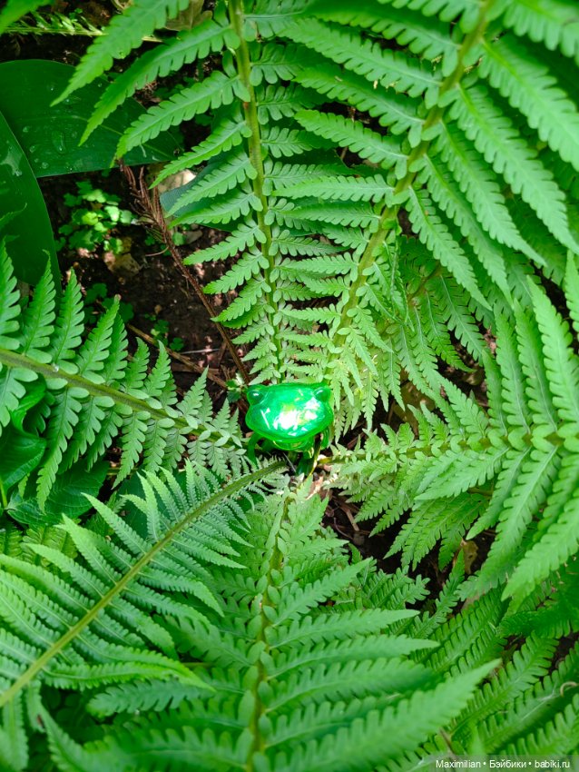 У нас новая лягушка Wonder Frog (фото 3)