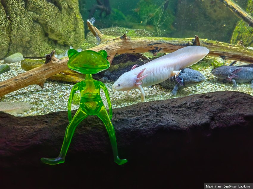 Новая лягушка Wonder Frog 2 (фото 7)