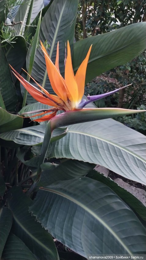 Любимая оранжерея — Туризм и путешествия: фотоотчеты из поездок