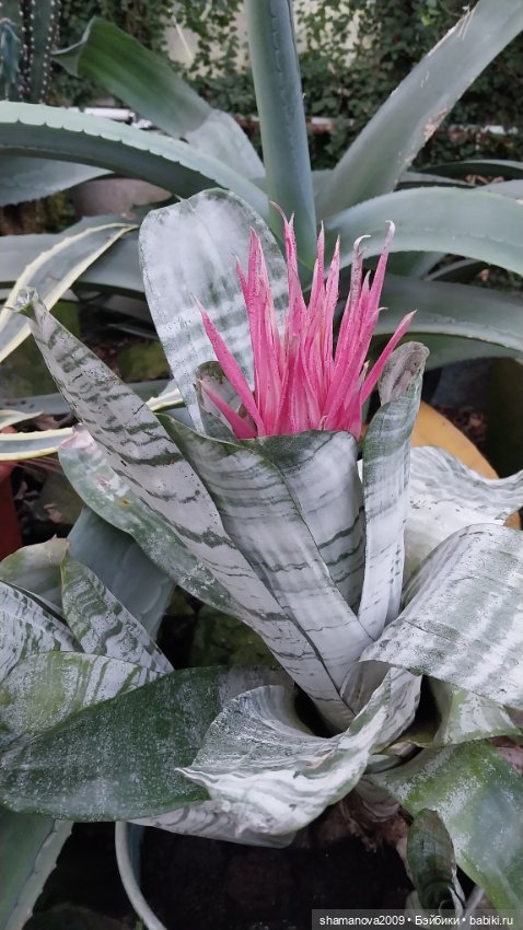 Любимая оранжерея — Туризм и путешествия: фотоотчеты из поездок