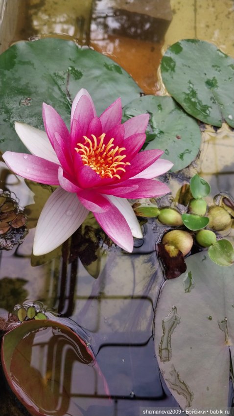 Любимая оранжерея — Туризм и путешествия: фотоотчеты из поездок (фото 4)