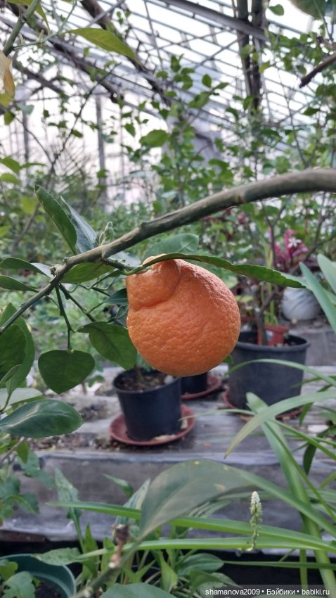 Любимая оранжерея — Туризм и путешествия: фотоотчеты из поездок (фото 7)