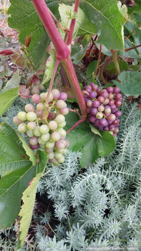 Любимая оранжерея — Туризм и путешествия: фотоотчеты из поездок