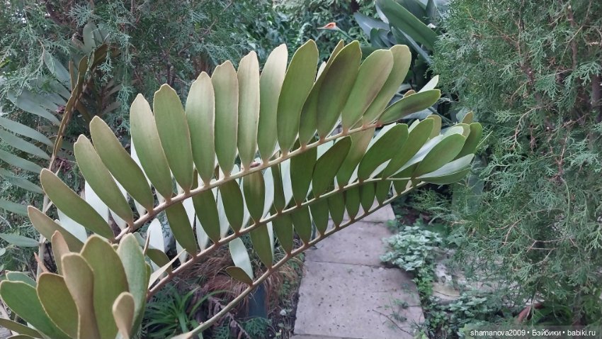 Любимая оранжерея — Туризм и путешествия: фотоотчеты из поездок