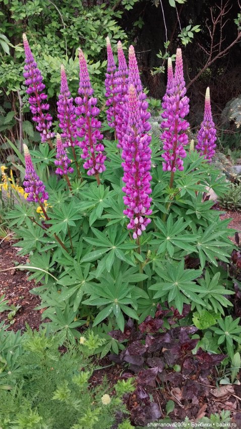 Любимая оранжерея — Туризм и путешествия: фотоотчеты из поездок (фото 3)