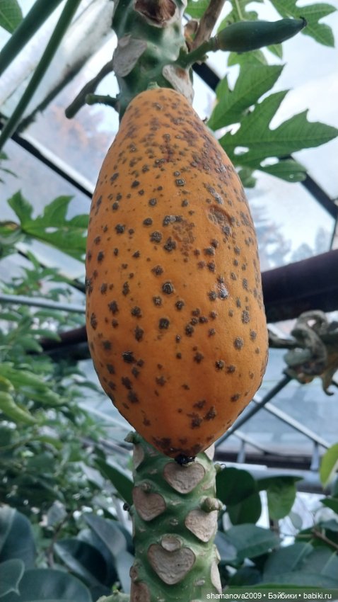 Любимая оранжерея — Туризм и путешествия: фотоотчеты из поездок (фото 10)