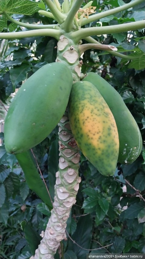 Любимая оранжерея — Туризм и путешествия: фотоотчеты из поездок (фото 9)