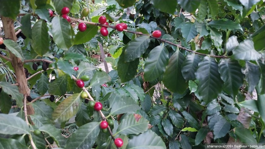 Любимая оранжерея — Туризм и путешествия: фотоотчеты из поездок (фото 8)