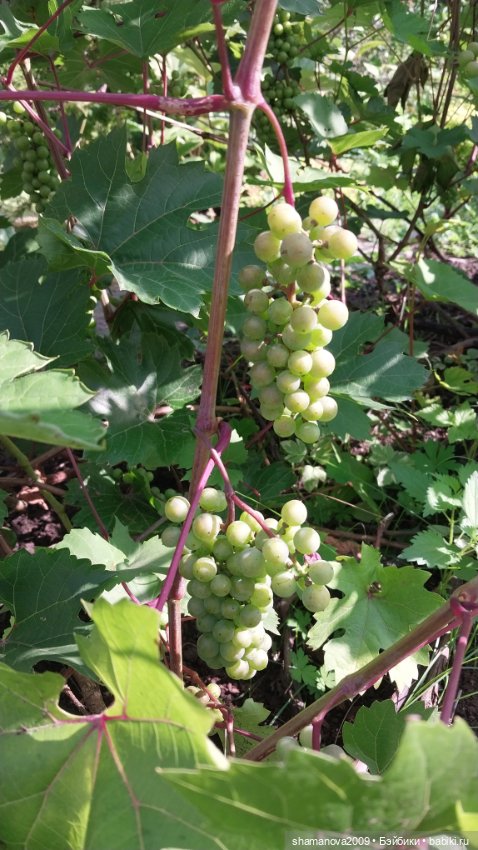 Любимая оранжерея — Туризм и путешествия: фотоотчеты из поездок