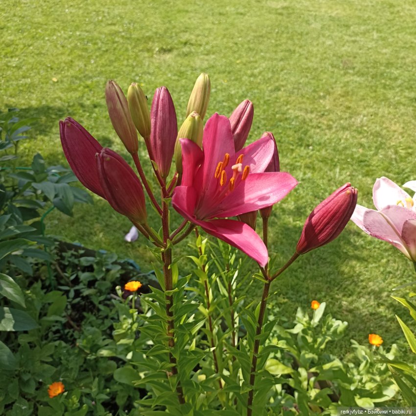 И ещë немного дачи — Игровые куклы разных производителей (Разное): редкие бренды (фото 7)