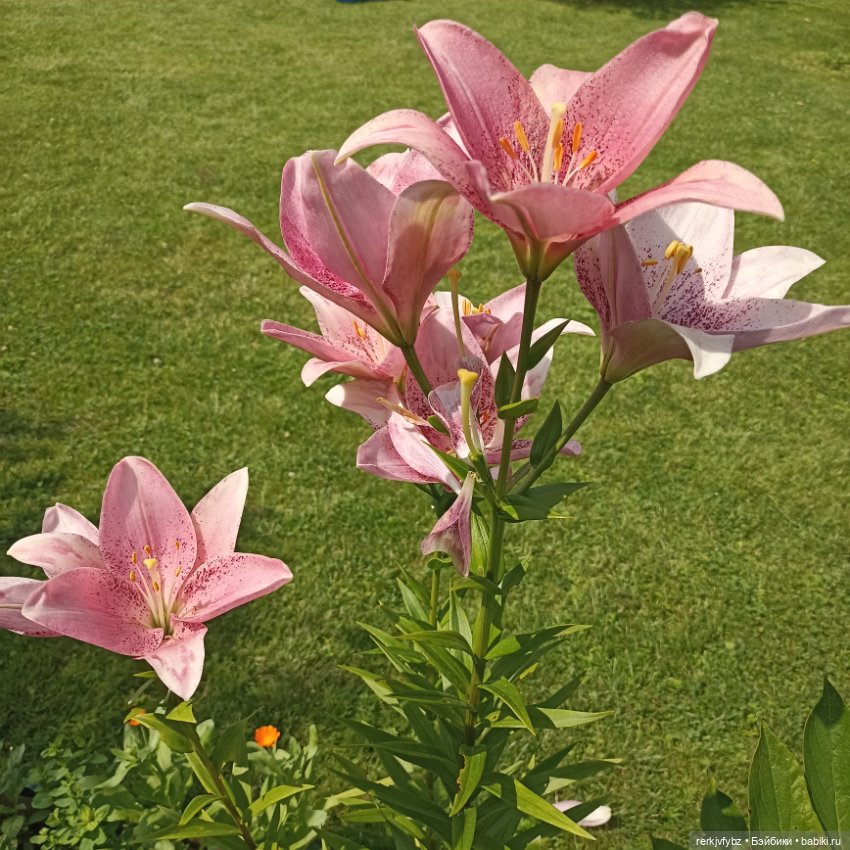 И ещë немного дачи — Игровые куклы разных производителей (Разное): редкие бренды (фото 6)