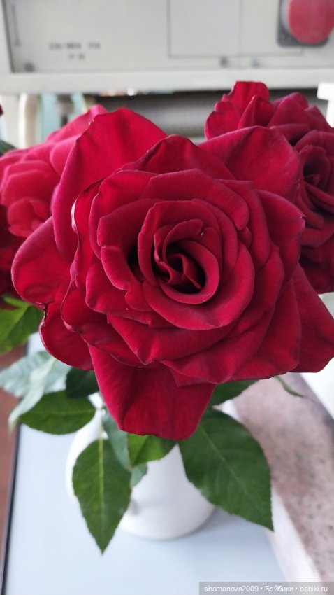 Любимая оранжерея — Туризм и путешествия: фотоотчеты из поездок