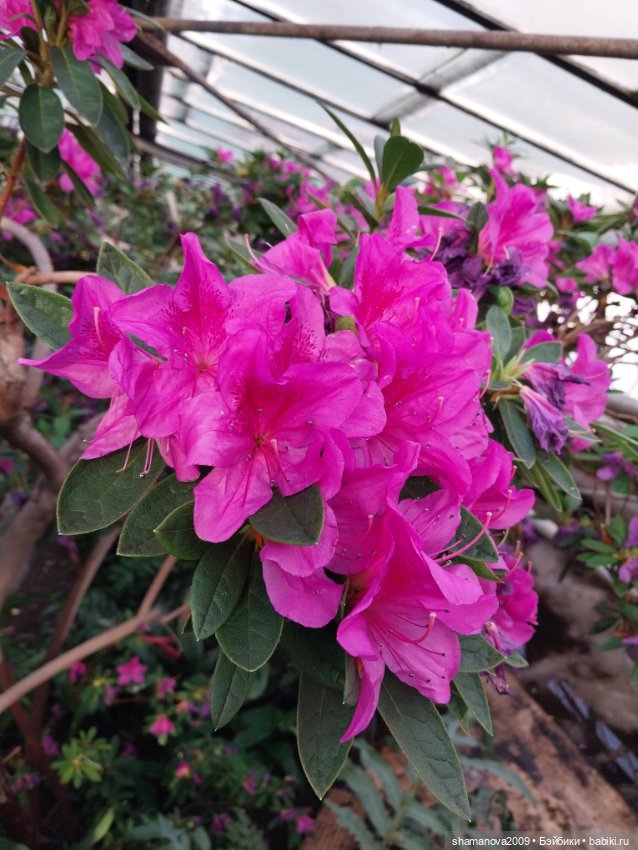 Любимая оранжерея — Туризм и путешествия: фотоотчеты из поездок