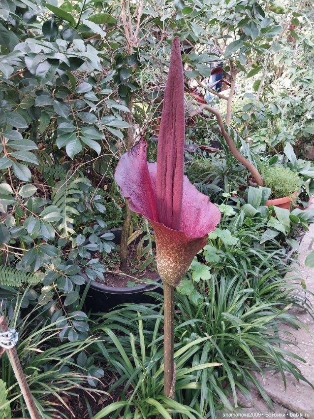 Любимая оранжерея — Туризм и путешествия: фотоотчеты из поездок