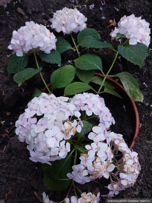 Любимая оранжерея — Туризм и путешествия: фотоотчеты из поездок