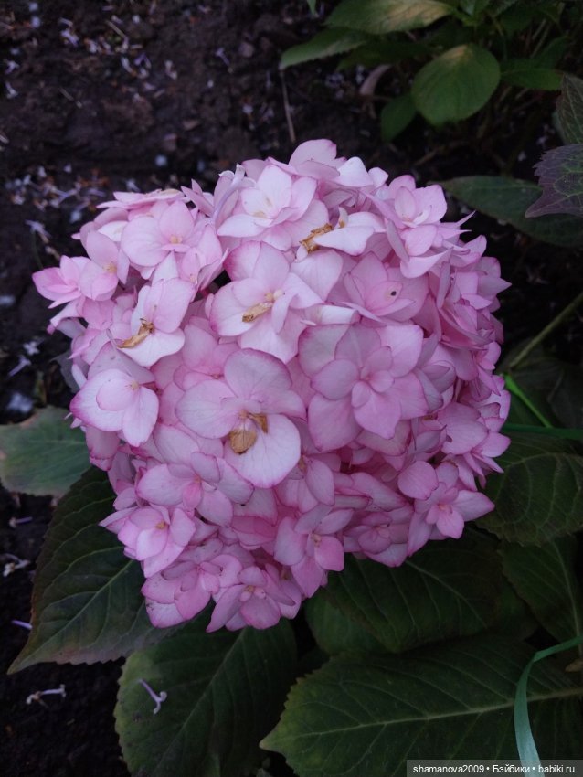 Любимая оранжерея — Туризм и путешествия: фотоотчеты из поездок