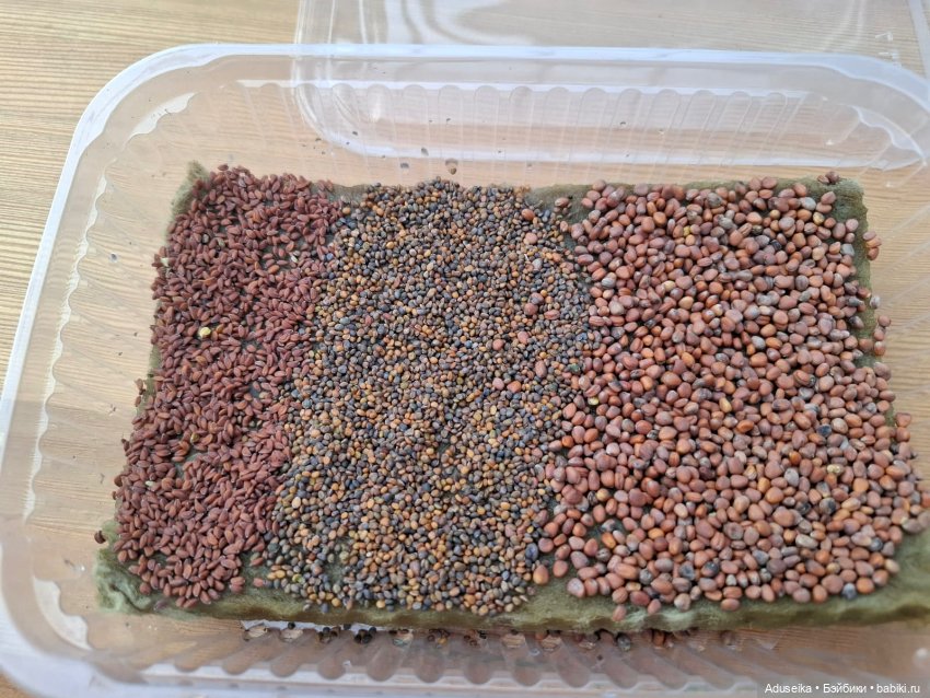 Малышки Hanamaki в парке — Другие мини