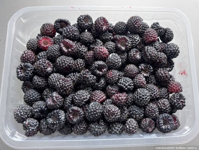 Любимая оранжерея — Туризм и путешествия: фотоотчеты из поездок