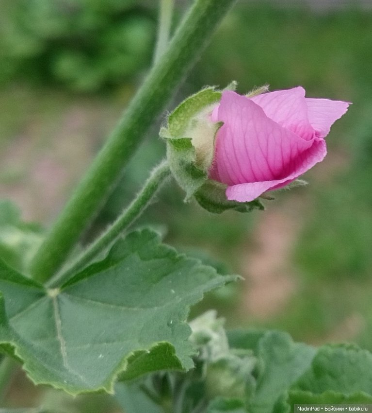 Привет Марианне от Снежки (фото 5)