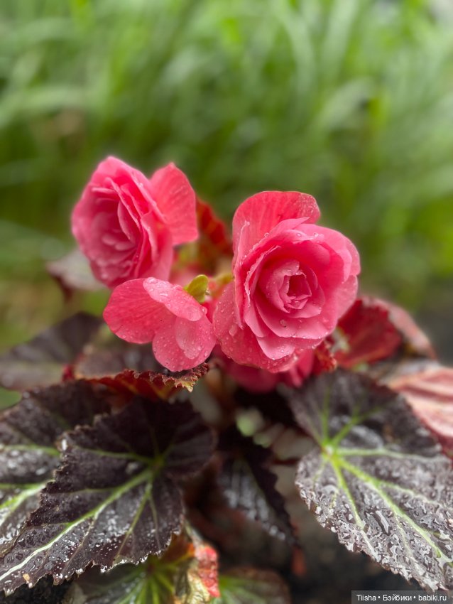 Рури (Rury doll) — Азиатские виниловые куклы (разное): Китай