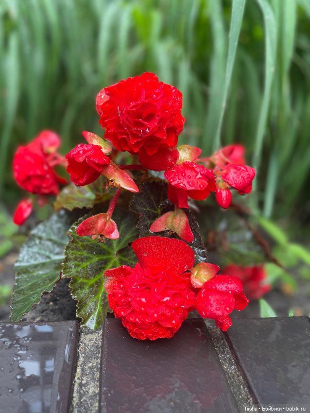 Рури (Rury doll) — Азиатские виниловые куклы (разное): Китай